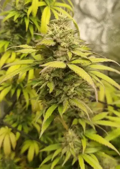 Citrus Limonia by Black Tuna Seeds, Photoperiod cannabis strain