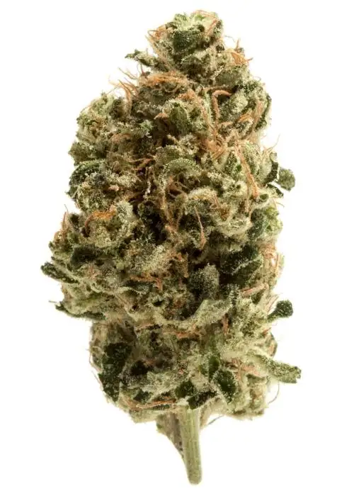 Citrus Sunrise by Rocket Seeds, Photoperiod cannabis strain