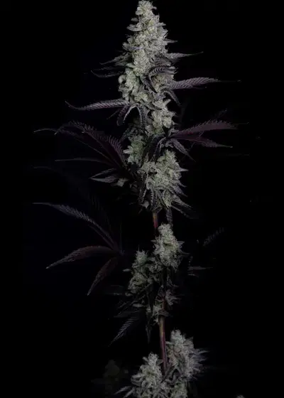 Clementine Cookies by Art Genetix, Photoperiod cannabis strain