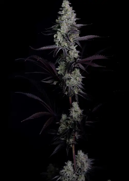 Clementine Cookies by Art Genetix, Photoperiod cannabis strain