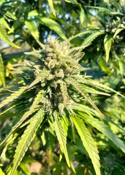 Cleopatra by Nuka Seeds, Photoperiod cannabis strain