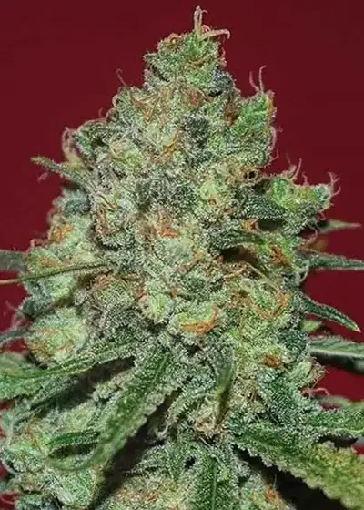 Clinical White CBD by Expert Seeds, Photoperiod cannabis strain
