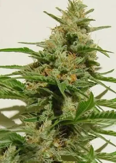 Cloud 9 by Kiwi Seeds, Photoperiod cannabis strain