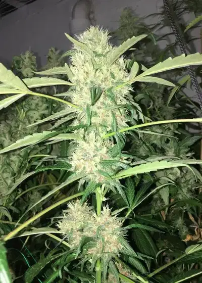 Cloud Candy by SoFem Genetics, Photoperiod cannabis strain