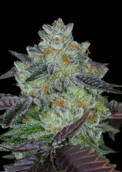 CloudCap by Dynasty Seeds, Photoperiod cannabis strain