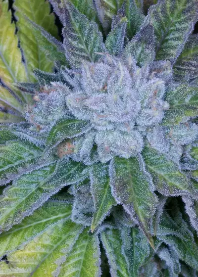 Cluster Bomb cannabis strain