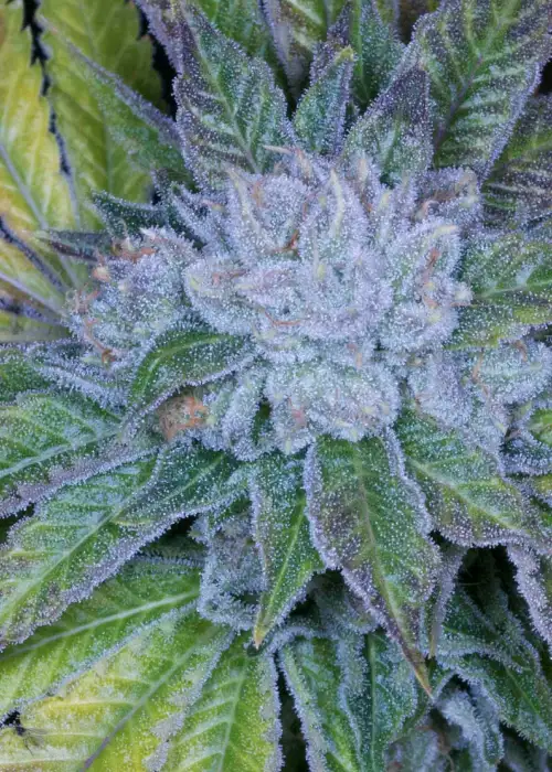 Cluster Bomb by Archive Seed Bank, Photoperiod cannabis strain