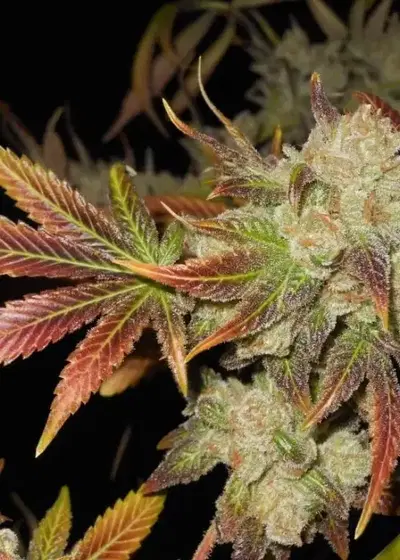 Cluster Funk by Bodhi Seeds, Photoperiod cannabis strain