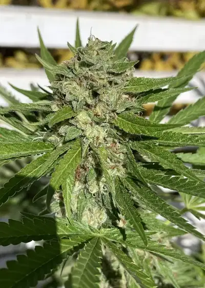 Cobra Kai by Norstar Genetics, Photoperiod cannabis strain