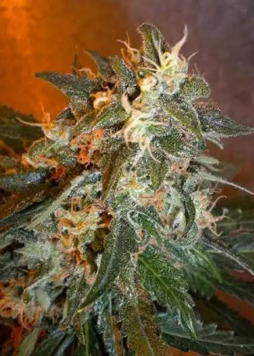 Cobra by Flash Seeds, Autoflower cannabis strain