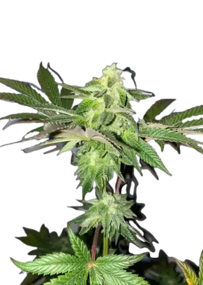 Coco Chanel x Pellezino by UKHTA Genetics, Photoperiod cannabis strain