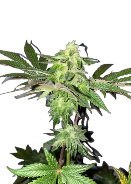 Coco Chanel x Pellezino by UKHTA Genetics, Photoperiod cannabis strain