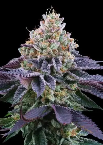 Coco Fresh by Perfect Tree, Photoperiod cannabis strain