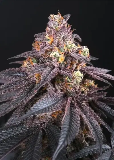 Coco Milk by Perfect Tree, Photoperiod cannabis strain