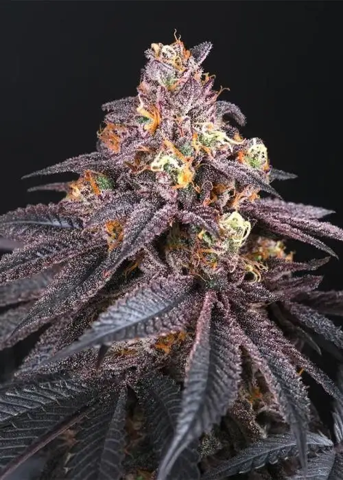 Coco Milk by Perfect Tree, Photoperiod cannabis strain