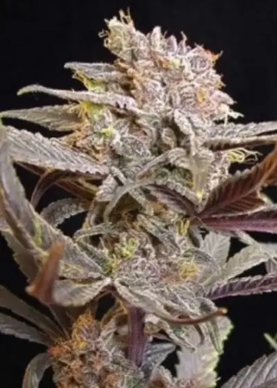 Cocoa Kush by DJ Short, Photoperiod cannabis strain
