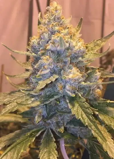 Cocoa OG by Grand Daddy Purp, Photoperiod cannabis strain
