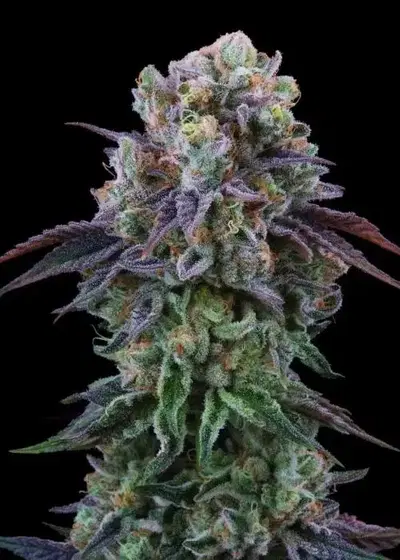 Coconut Cream by Perfect Tree, Photoperiod cannabis strain