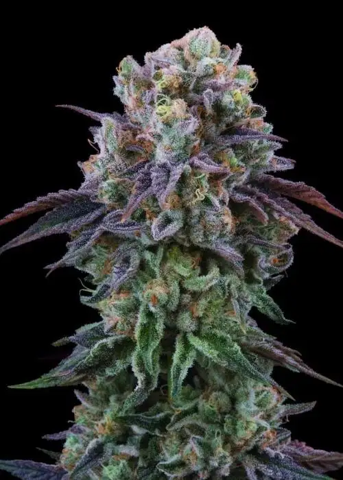 Coconut Cream by Perfect Tree, Photoperiod cannabis strain