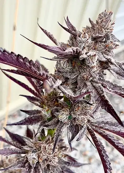 Code Red by Exotic Genetix, Photoperiod cannabis strain
