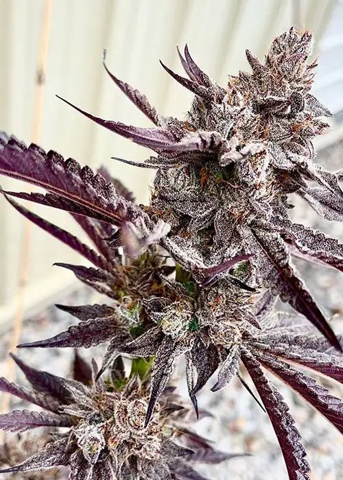 Code Red by Exotic Genetix, Photoperiod cannabis strain