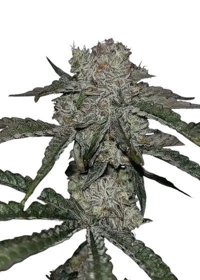 Coffee Creamer x 50 Dragons by UKHTA Genetics, Photoperiod cannabis strain