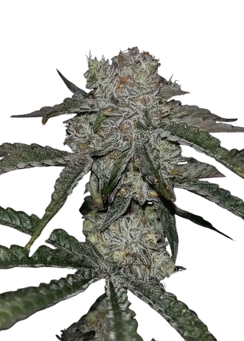 Coffee Creamer x 50 Dragons by UKHTA Genetics, Photoperiod cannabis strain