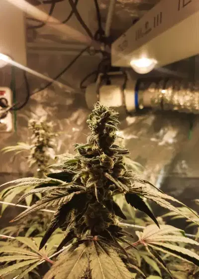 Coffee Creamer by Seed Junky Genetics, Photoperiod cannabis strain