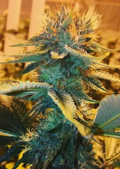 Coffee Kush by Top Dawg Seeds, Photoperiod cannabis strain