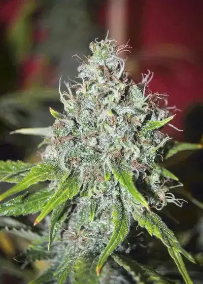 Cognition by Tropical Seeds Company, Photoperiod cannabis strain