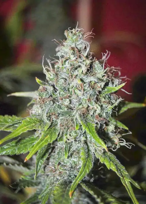 Cognition by Tropical Seeds Company, Photoperiod cannabis strain