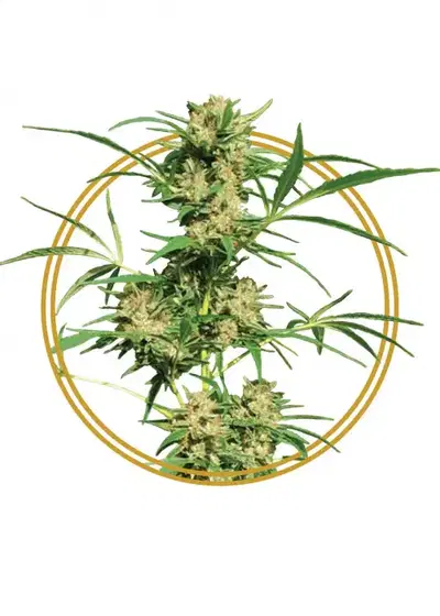 Cold Hawaii by Copenhagen Seed Company, Photoperiod cannabis strain