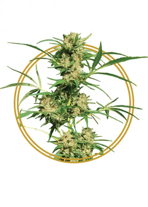 Cold Hawaii by Copenhagen Seed Company, Photoperiod cannabis strain