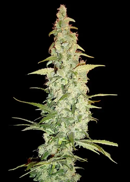 Cole Train by Reserva Privada, Photoperiod cannabis strain