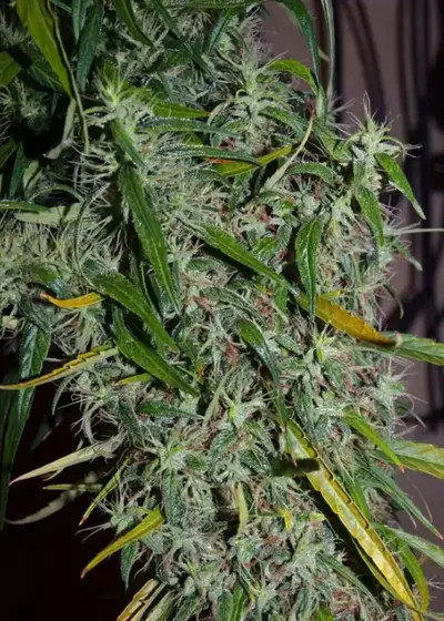 Colombia Mangobiche by Cannabiogen Seeds, Photoperiod cannabis strain