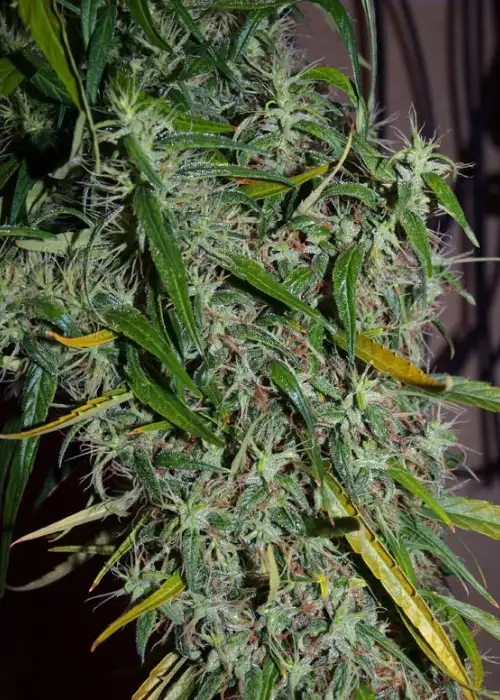 Colombia Mangobiche by Cannabiogen Seeds, Photoperiod cannabis strain