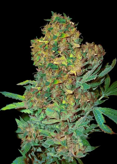 Colombian Sweet by VIP Seeds, Photoperiod cannabis strain
