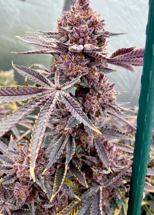 Colorado Nightshifter by Relentless Genetics, Photoperiod cannabis strain