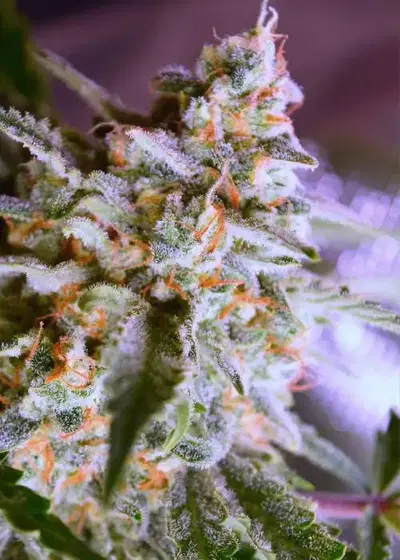 Combo Breaker by Speedrun Seeds, Autoflower cannabis strain