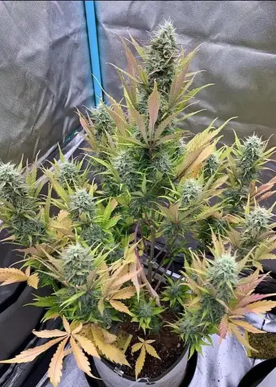 Compound V by Night Owl Seeds, Autoflower cannabis strain