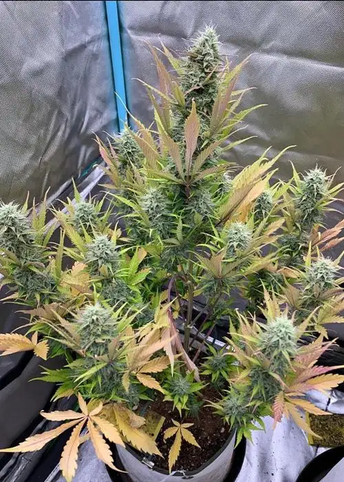 Compound V by Night Owl Seeds, Autoflower cannabis strain