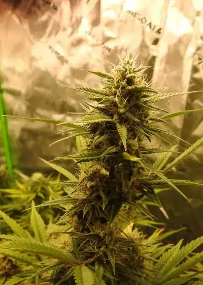 Compton Qoolaid by Night Owl Seeds, Autoflower cannabis strain