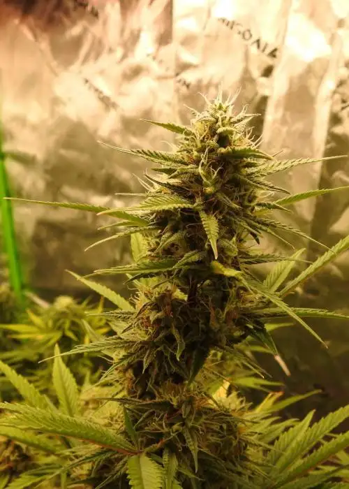 Compton Qoolaid by Night Owl Seeds, Autoflower cannabis strain