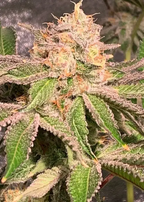 Coney Island Cotton Candy by Future Genetix, Photoperiod cannabis strain