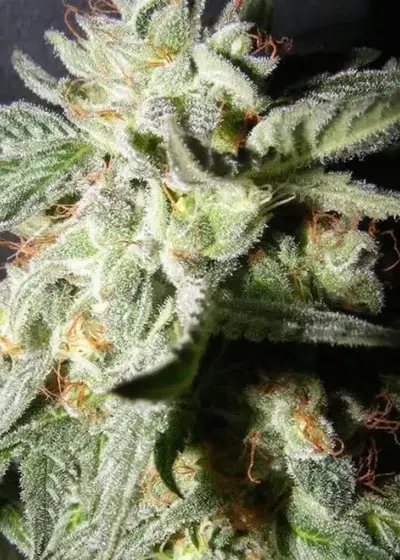 Confidencial Medicine by The Kush Brothers, Photoperiod cannabis strain