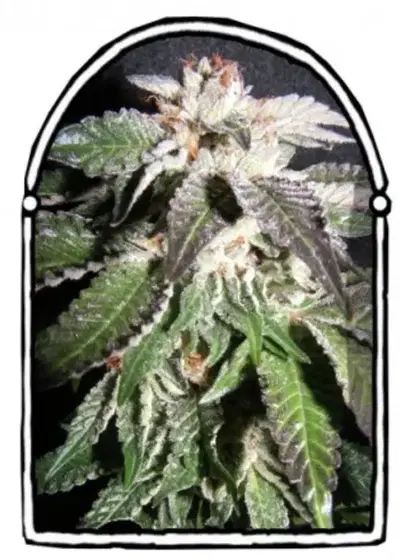 Confidencial OG by The Kush Brothers, Photoperiod cannabis strain