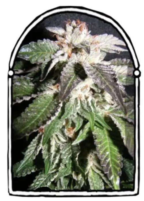 Confidencial OG by The Kush Brothers, Photoperiod cannabis strain