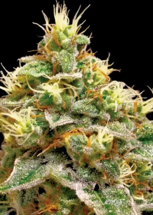 Confidential Cheese by Reserva Privada, Photoperiod cannabis strain