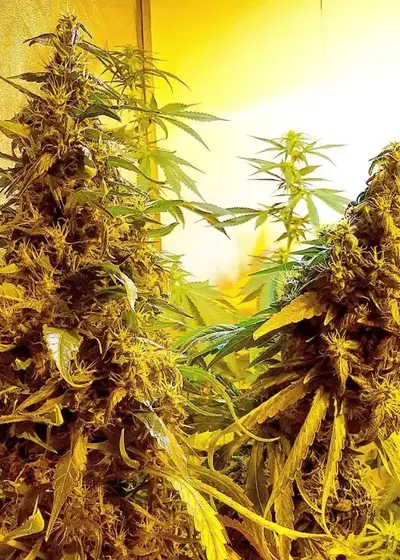 Congo Haze by Kiwi Seeds, Photoperiod cannabis strain