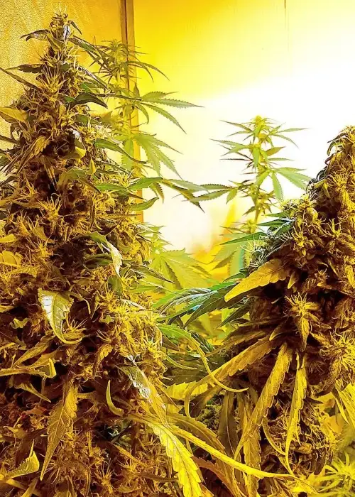 Congo Haze by Kiwi Seeds, Photoperiod cannabis strain